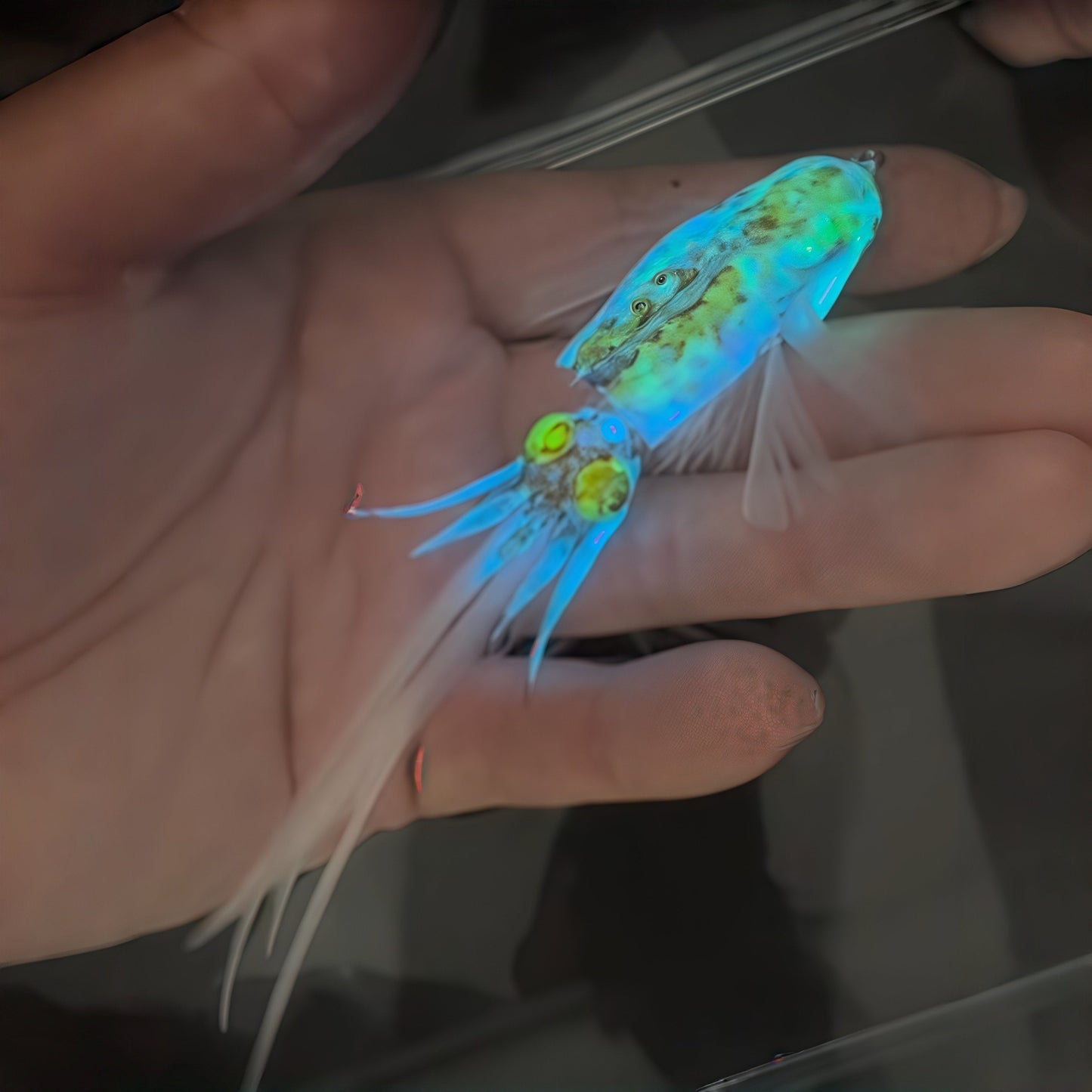๐ฃ๐ฆ Luminous Squid Feather Fishing Lure โ Glow-in-the-Dark Soft Bait for Night Fishing & Saltwater Angling